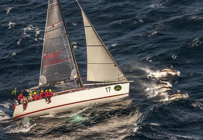 MINERVA with dolphins heading for Tasman Island - Rolex Sydney to Hobart 2013 ©  Rolex/Daniel Forster http://www.regattanews.com